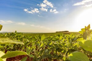 Captação de Recursos para Projetos Agropecuários: Dicas e Estratégias